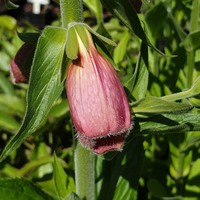 Digitalis mertonensis 
